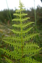 Thelypteris confluens. Apical portion of mature frond growing in wetland.  
 Image: L.R. Perrie © Leon Perrie 2013 CC BY-NC 3.0 NZ